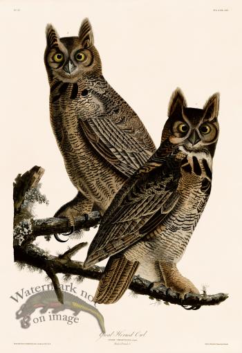 061 Great Horned Owl 